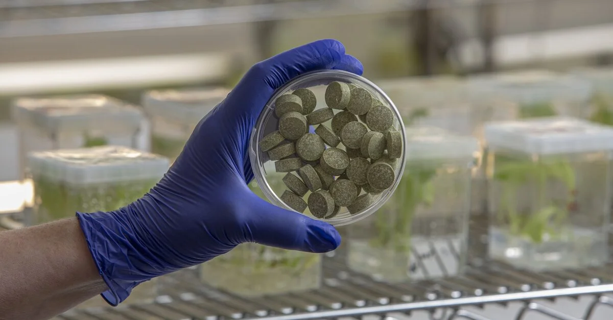 Plant-Based Chewing Gum Targets Oral Microbes Linked to Head and Neck Cancer